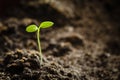 Growing Green Sprout From Soil. Spring Agricultural Season Royalty Free Stock Photo