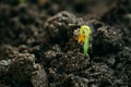 Growing Green Sprout From Soil. Spring Agricultural Season Royalty Free Stock Photo