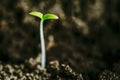 Growing Green Sprout From Soil. Spring Agricultural Season Royalty Free Stock Photo