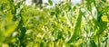 Growing green sugar peas in organic quality without pesticide on the farm Royalty Free Stock Photo