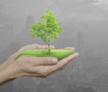 Growing green tree in hands on green bokeh background Royalty Free Stock Photo