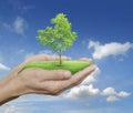Growing green tree in hands over blue sky with white clouds, Environment concept Royalty Free Stock Photo