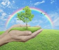 Growing green tree in hands over green grass with blue sky, clouds, rainbow and birds, Environment concept Royalty Free Stock Photo