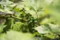 Growing green unripe bunch of grapes. Young green grapes hanging on the vine with green leaves in organic garden