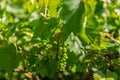 Growing green unripe bunch of grapes. Young green grapes hanging on vine with green leaves in organic garden Royalty Free Stock Photo