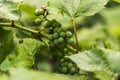 Growing green unripe bunch of grapes. Young green grapes hanging on the vine with green leaves in organic garden