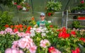Growing Greenhouse Flowers