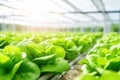 Growing greens: lettuce in the greenhouse