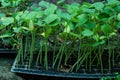 Growing group of small green tree sprouted from gourd seed