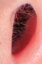 Growing hairs in a nose canal of caucasian adult male nose