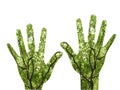 Growing hands Royalty Free Stock Photo