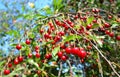 Growing and harvesting cherries. A cherry tree branch with many ripe red cherry fruits as a sign of a prolific cherry tree Royalty Free Stock Photo