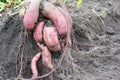 Growing, harvesting, digging up sweet potatoes kumara, ipomoea batatas, yam in the vegetable garden