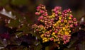 Growing Holly bush with red magenta yellow and green leaves and new buds