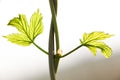 Growing hops detail of hop`s leafs. Field of young hops in Slovakia during spring