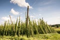 Growing Hops