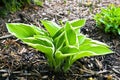 Growing Hosta Royalty Free Stock Photo