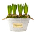 Growing hyacinth flower bulbs in pot