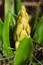 Growing Hyacinth flower