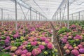 Growing hydrangea in a large greenhouse in the Netherlands