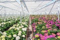 Growing hydrangea in a large greenhouse in the Netherlands