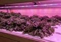 growing in hydroponics greenhouse with purple led light. infrared