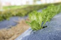 Growing Iceberg lettuce in green house Royalty Free Stock Photo