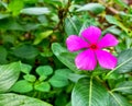 growing jasmine flowers bloom radiantly on a sunny day Royalty Free Stock Photo