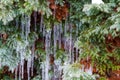 Growing juniper with winter waterfalls in the garden