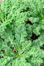 Growing kale closeup