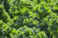 Growing kale in farm garden