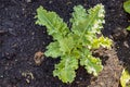 Growing kale in farm garden