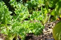 Growing kale in farm garden