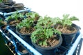 Growing Kale in Pots on the Vegetable Shelf