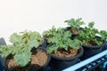 Growing Kale in Pots on the Vegetable Shelf