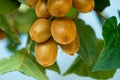 Growing Kiwi Fruits on Branch