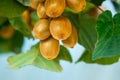 Growing Kiwi Fruits on Branch