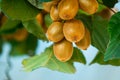 Growing Kiwi Fruits on Branch