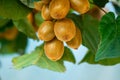 Growing Kiwi Fruits on Branch