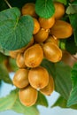 Growing Kiwi Fruits on Branch