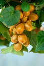 Growing Kiwi Fruits on Branch