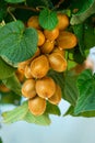 Growing Kiwi Fruits on Branch