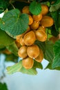 Growing Kiwi Fruits on Branch