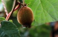 Growing kiwi in the garden