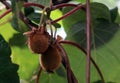 Growing kiwi