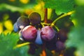 Kyoho grapes Royalty Free Stock Photo
