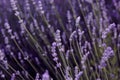 Growing lavender swaying in the wind, blooming purple lavender flowers