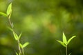 Growing Leaf Bamboo frame in forest or texture background with nice light Royalty Free Stock Photo