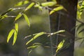 Growing Leaf Bamboo frame in forest or texture background with nice light Royalty Free Stock Photo