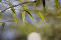 Growing Leaf Bamboo frame in forest or texture background with nice light Royalty Free Stock Photo